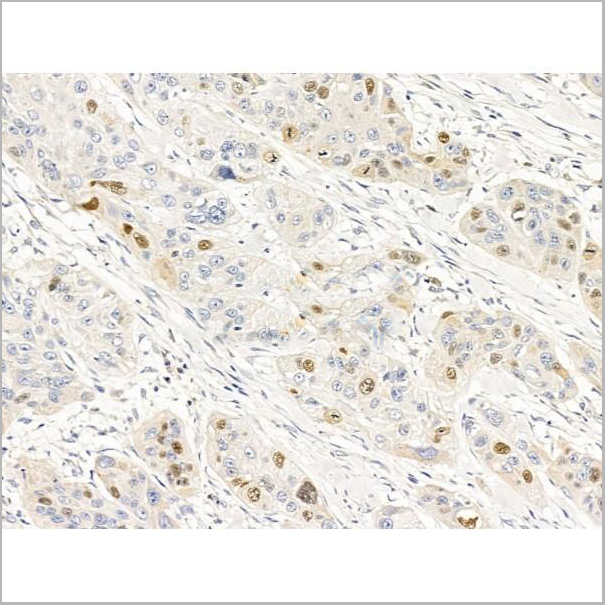 product-image-AAA31240_IHC5.jpg