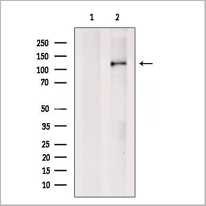 product-image-AAA31240_WB.jpg