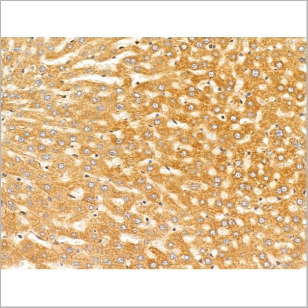 product-image-AAA31241_IHC3.jpg