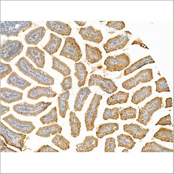 product-image-AAA31241_IHC4.jpg