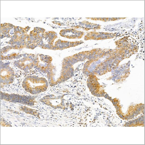 product-image-AAA31241_IHC7.jpg