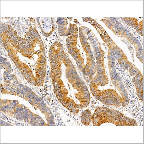 product-image-AAA31241_IHC8.jpg