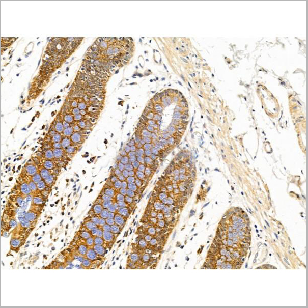 product-image-AAA31241_IHC9.jpg