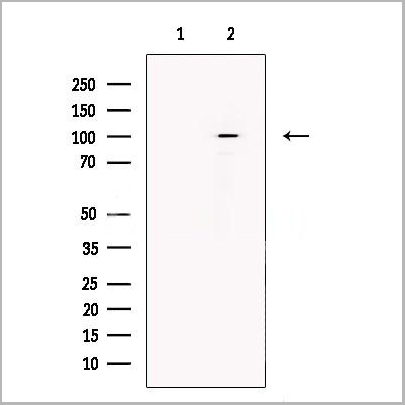 product-image-AAA31241_WB.jpg