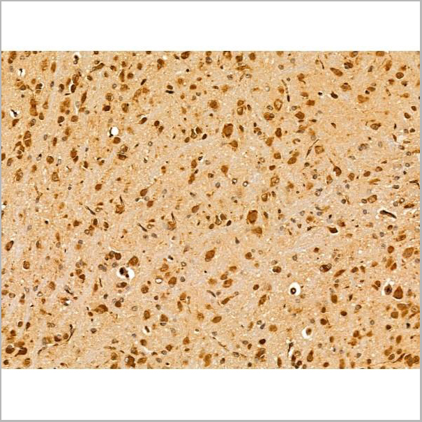 product-image-AAA31242_IHC6.jpg