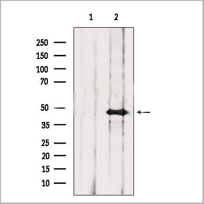 product-image-AAA31242_WB.jpg