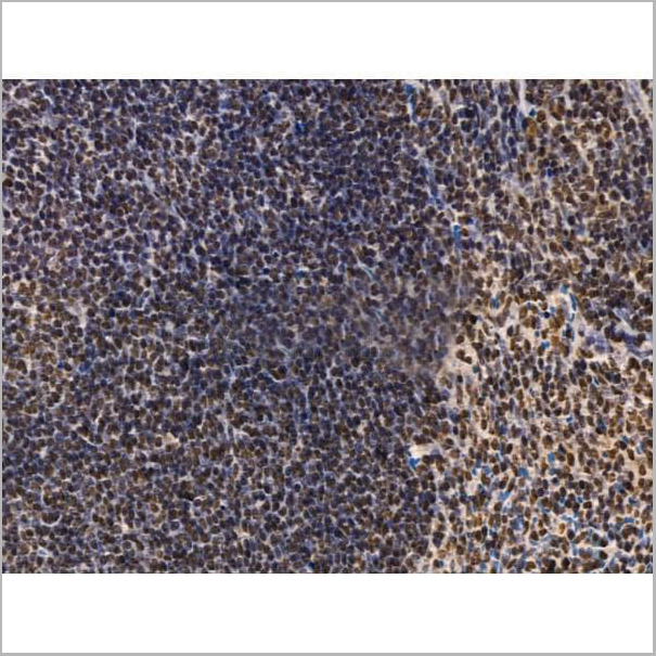 product-image-AAA31243_IHC10.jpg