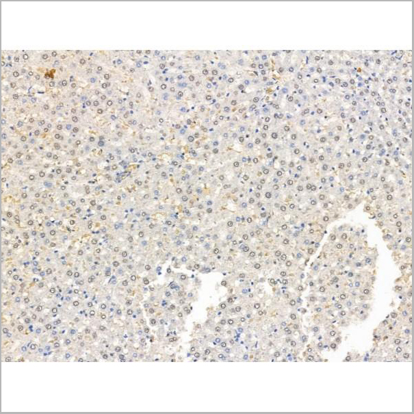 product-image-AAA31243_IHC5.jpg