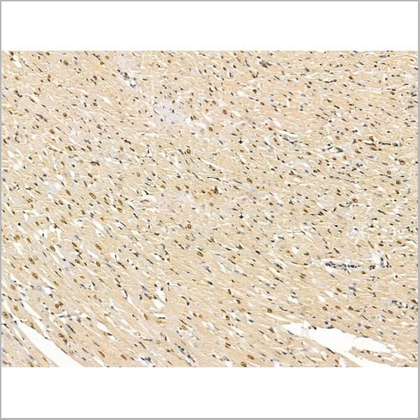 product-image-AAA31243_IHC6.jpg