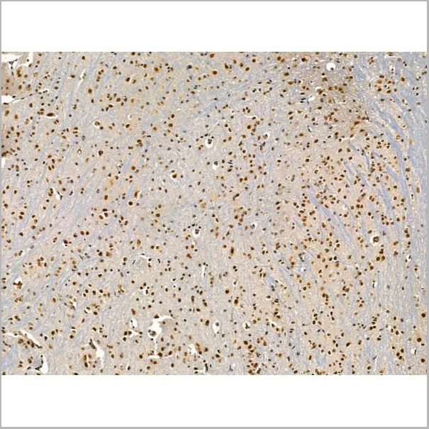 product-image-AAA31243_IHC7.jpg