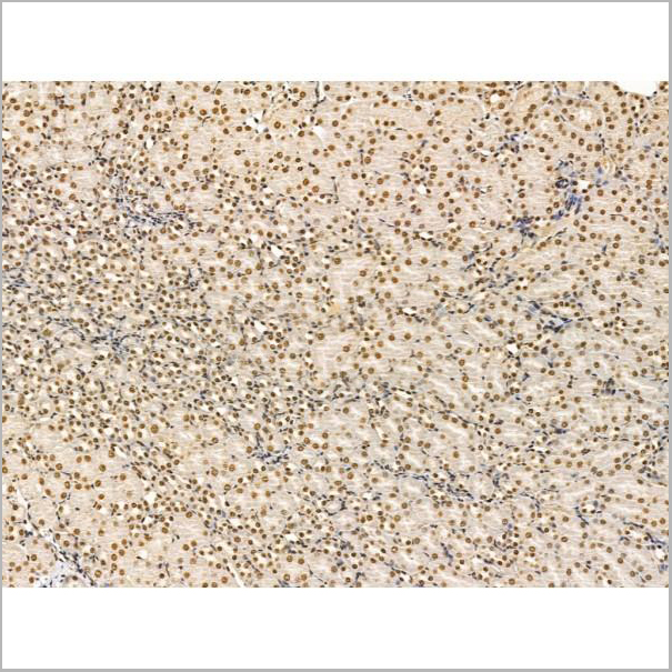product-image-AAA31243_IHC8.jpg