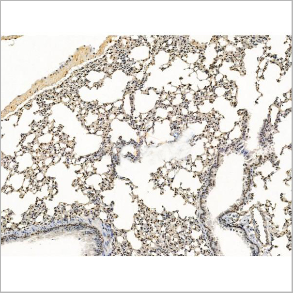 product-image-AAA31243_IHC9.jpg