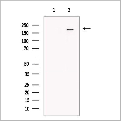 product-image-AAA31243_WB.jpg