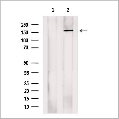 product-image-AAA31243_WB2.jpg