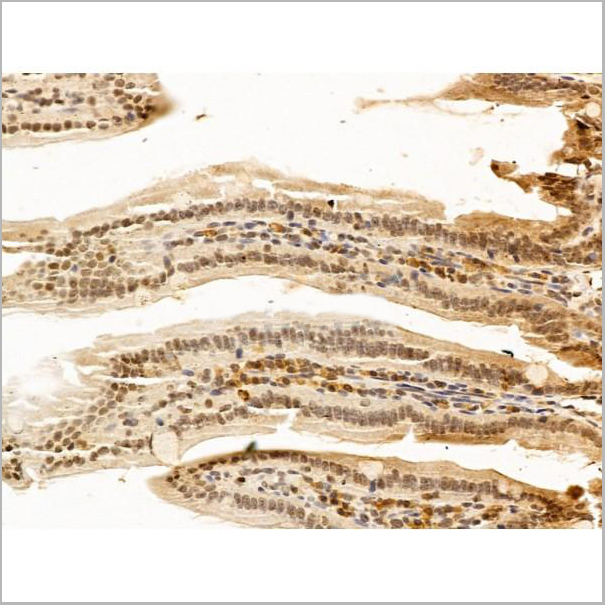 product-image-AAA31244_IHC6.jpg