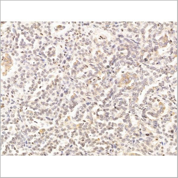 product-image-AAA31244_IHC9.jpg