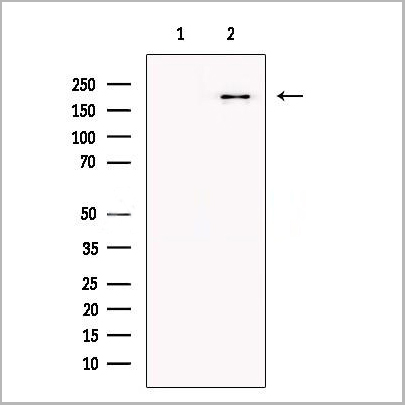 product-image-AAA31244_WB.jpg