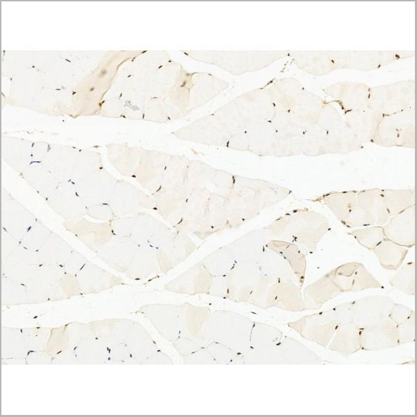 product-image-AAA31245_IHC4.jpg