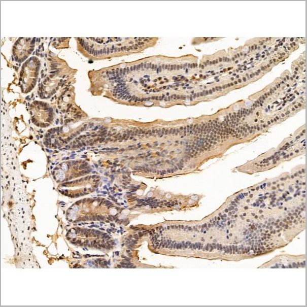 product-image-AAA31245_IHC6.jpg