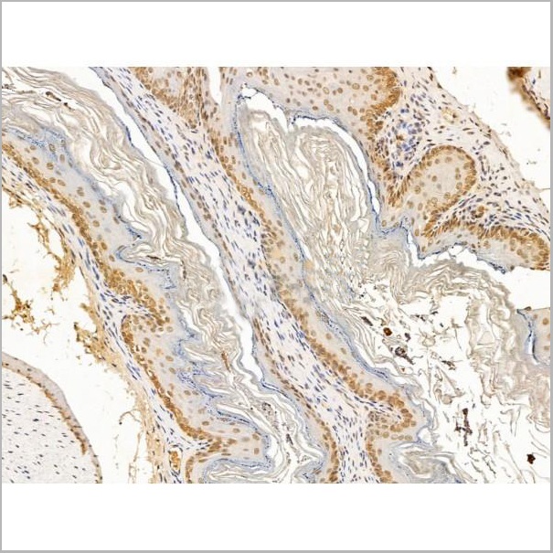 product-image-AAA31245_IHC7.jpg