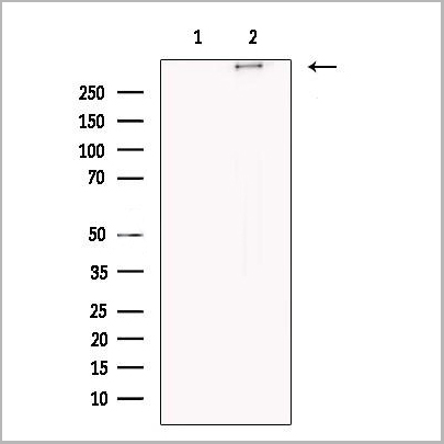 product-image-AAA31245_WB.jpg