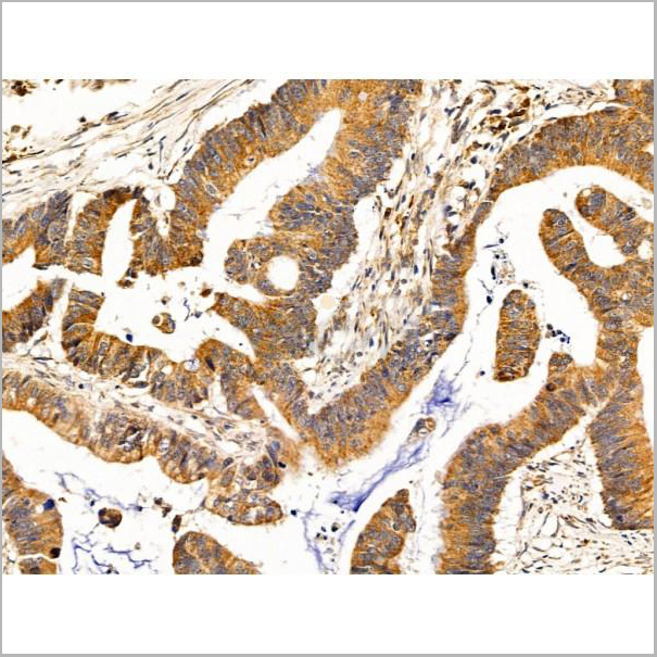 product-image-AAA31246_IHC3.jpg