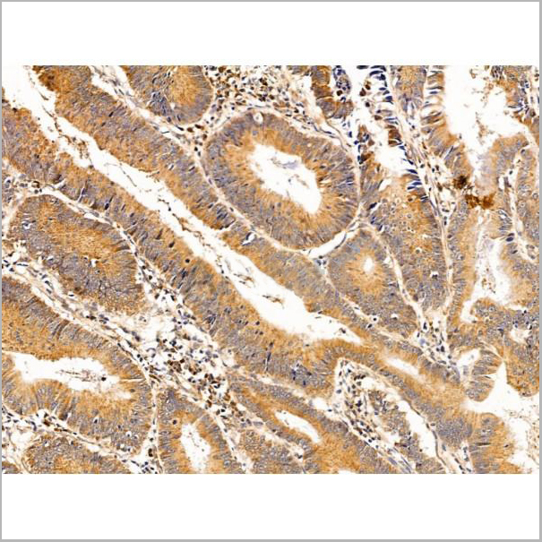 product-image-AAA31246_IHC4.jpg
