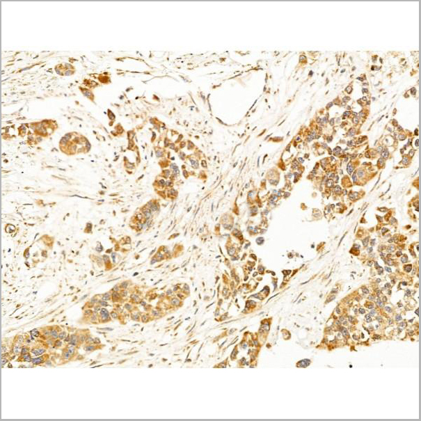 product-image-AAA31246_IHC5.jpg