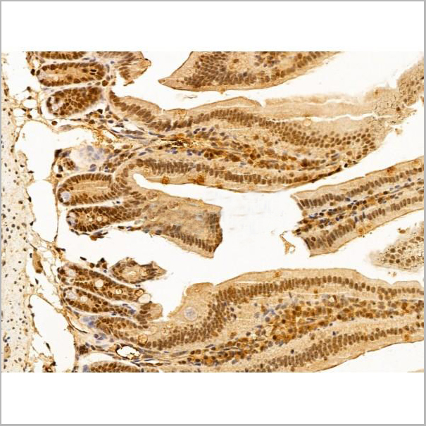 product-image-AAA31247_IHC4.jpg