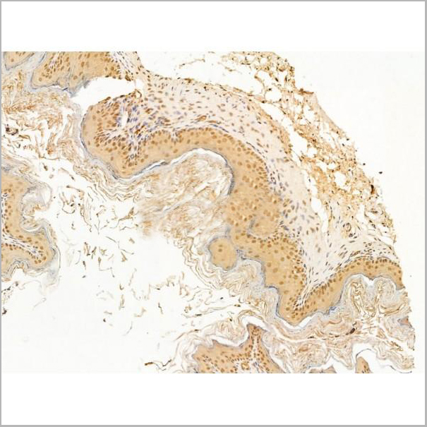 product-image-AAA31247_IHC5.jpg