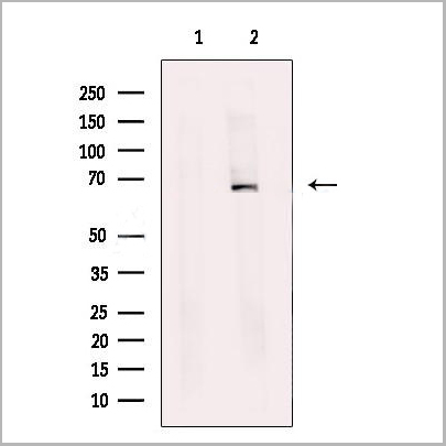 product-image-AAA31247_WB.jpg