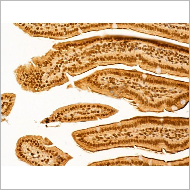 product-image-AAA31248_IHC4.jpg