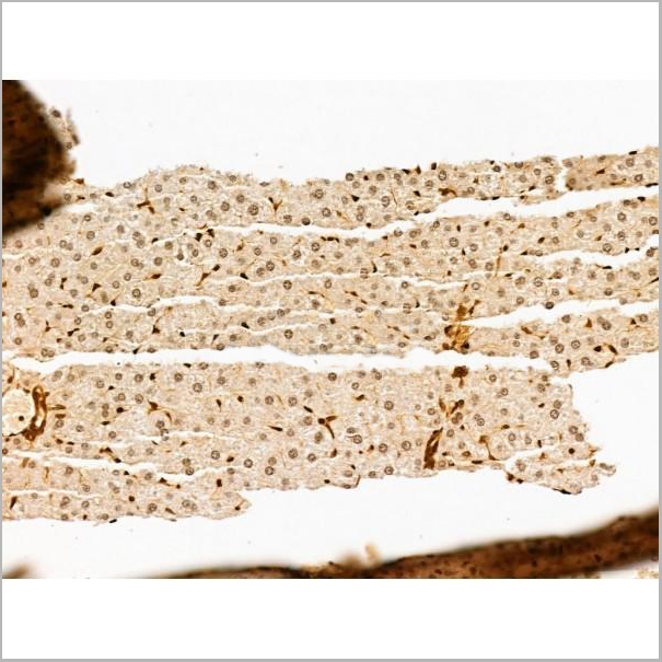 product-image-AAA31248_IHC5.jpg