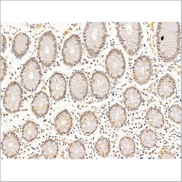 product-image-AAA31248_IHC6.jpg