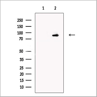 product-image-AAA31248_WB.jpg