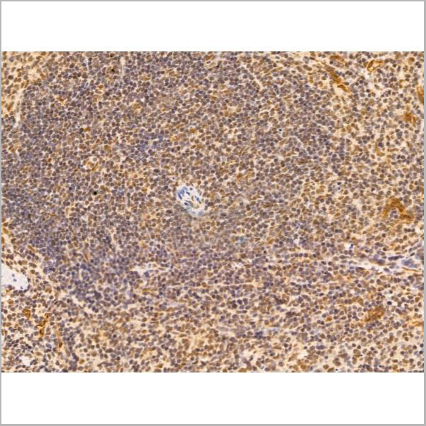 product-image-AAA31249_IHC4.jpg