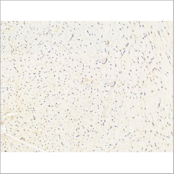 product-image-AAA31249_IHC5.jpg