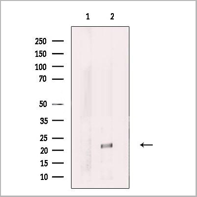 product-image-AAA31249_WB.jpg