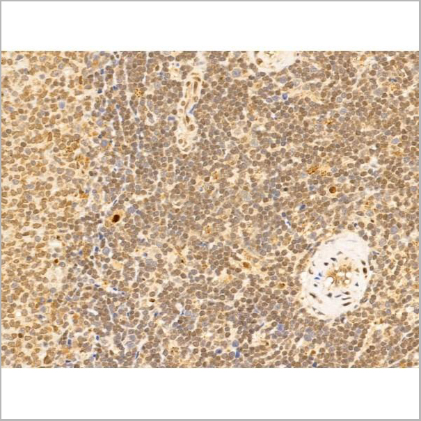 product-image-AAA31250_IHC5.jpg