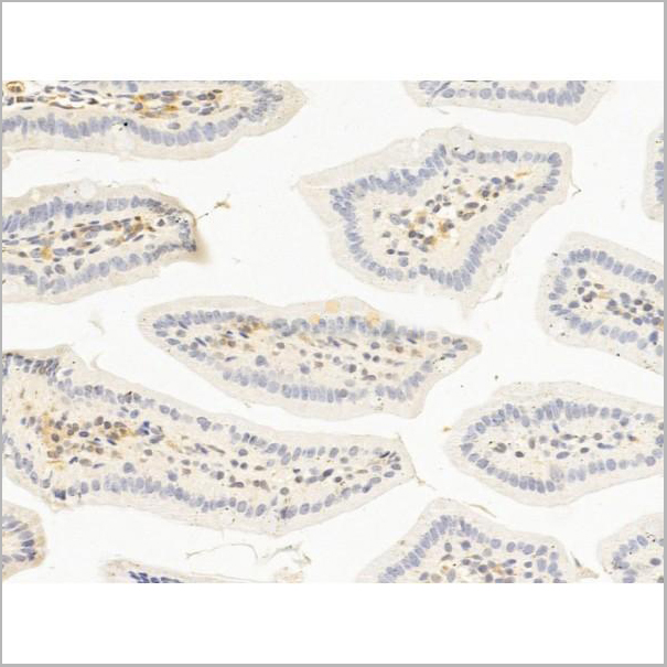 product-image-AAA31250_IHC7.jpg