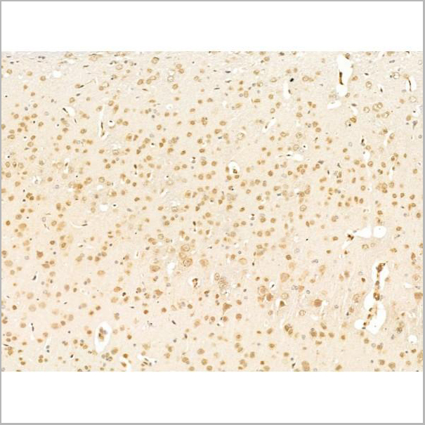 product-image-AAA31250_IHC9.jpg
