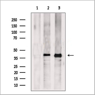 product-image-AAA31250_WB2.jpg
