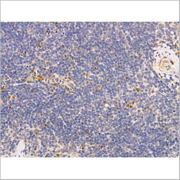 product-image-AAA31251_IHC5.jpg