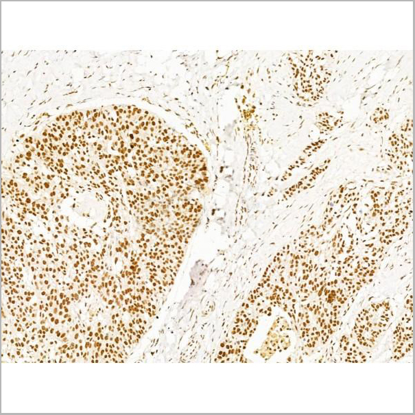 product-image-AAA31251_IHC7.jpg