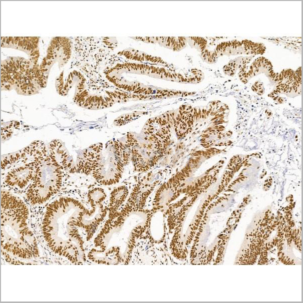 product-image-AAA31251_IHC9.jpg