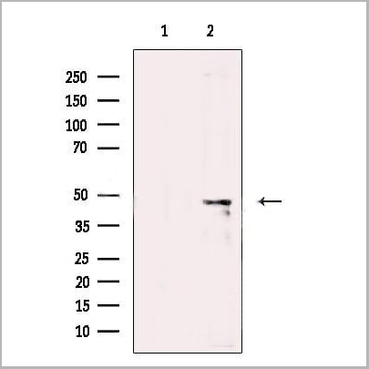 product-image-AAA31251_WB.jpg