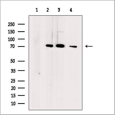 product-image-AAA31251_WB2.jpg