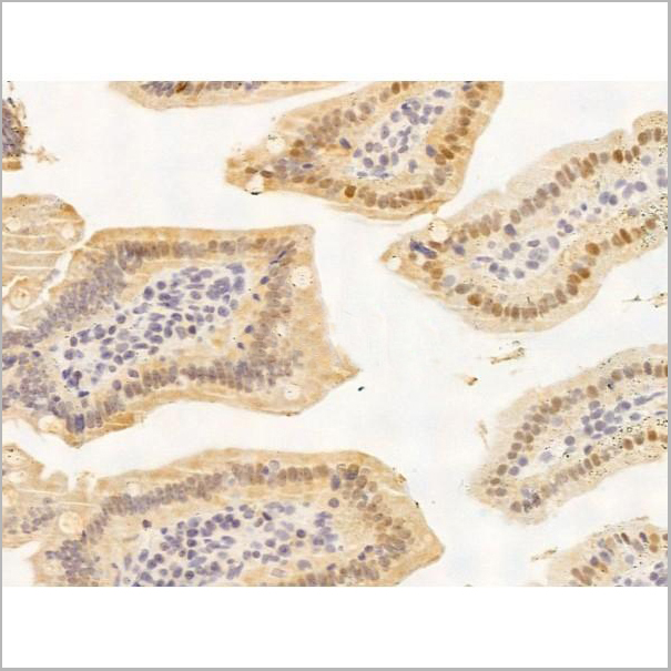 product-image-AAA31252_IHC6.jpg