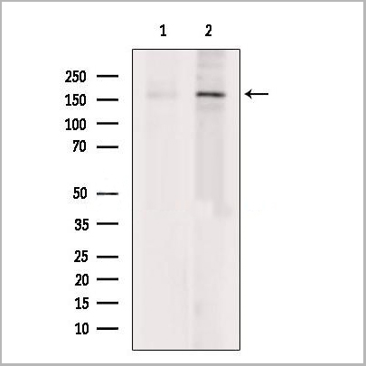 product-image-AAA31252_WB.jpg