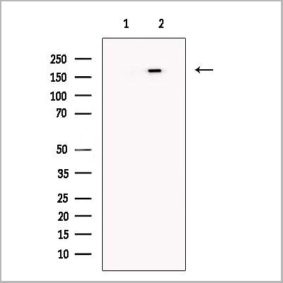 product-image-AAA31252_WB2.jpg
